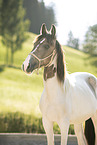 spanish wild horse