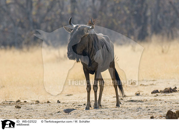 Gnu / wildbeest / WS-02522