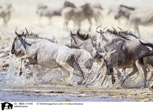 Gnus / wildebeests / MBS-11446