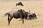wildebeests