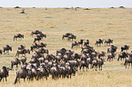 wildebeests