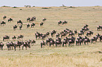 wildebeests