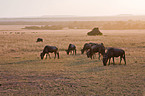 wildebeests