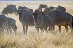 wildebeests