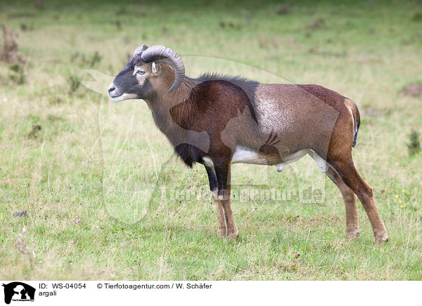 argali / WS-04054