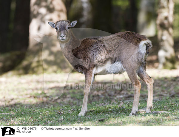 wild sheep / WS-04676