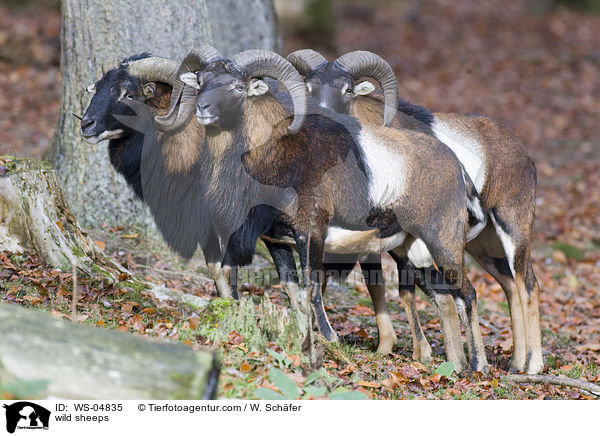 wild sheeps / WS-04835