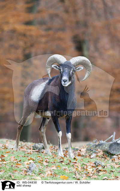 wild sheep / WS-04836