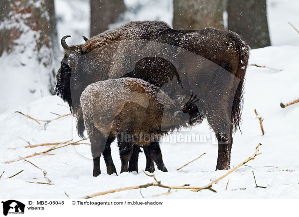 Wisente / wisents / MBS-05045