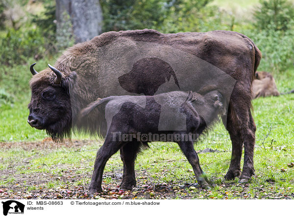 Wisente / wisents / MBS-08663