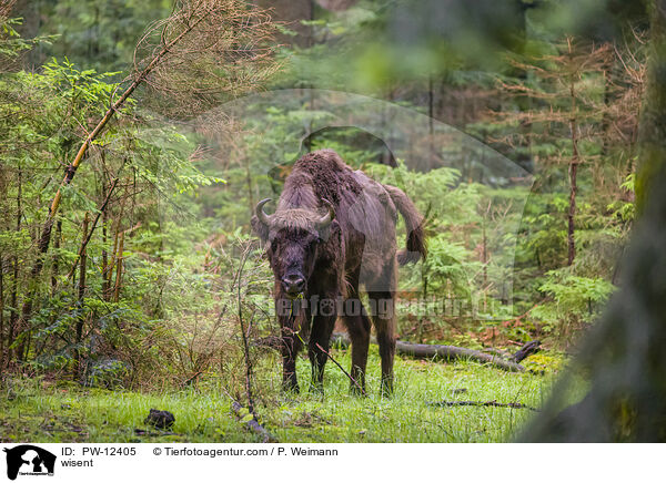 wisent / PW-12405