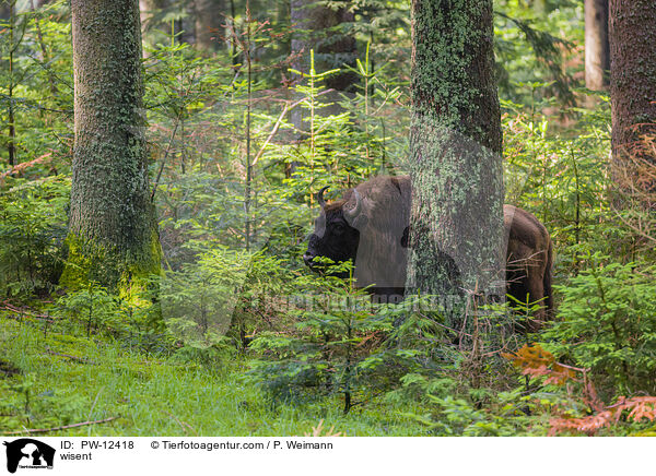 wisent / PW-12418