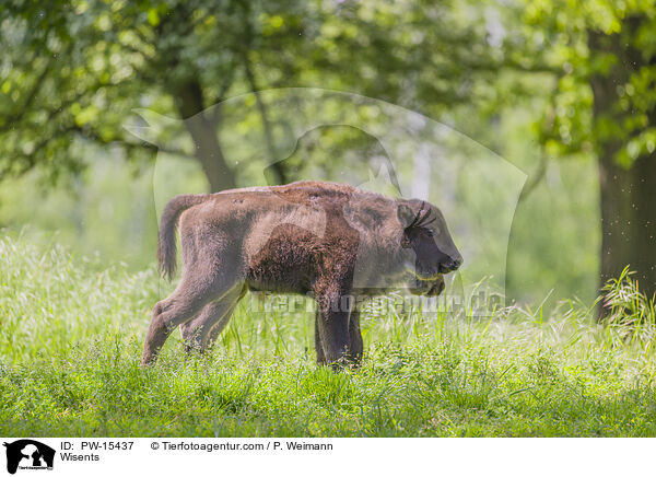 Wisente / Wisents / PW-15437