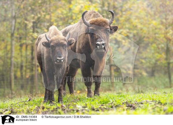 Wisent / european bison / DMS-14364