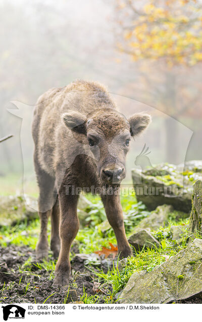 Wisent / european bison / DMS-14366