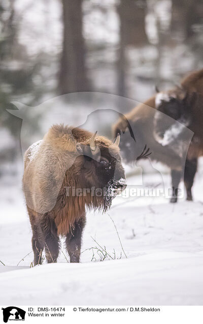 Wisent im Winter / Wisent in winter / DMS-16474