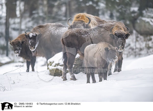 Wisent im Winter / Wisent in winter / DMS-16483