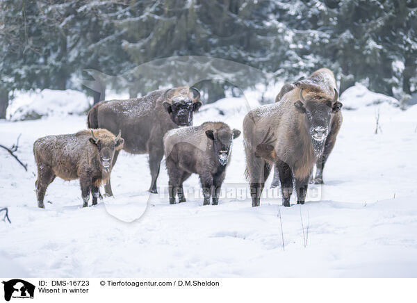 Wisent im Winter / Wisent in winter / DMS-16723