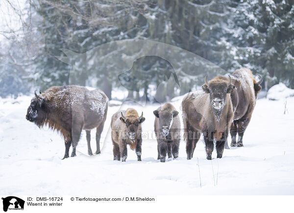 Wisent im Winter / Wisent in winter / DMS-16724