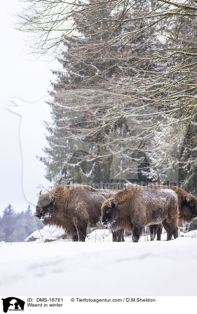 Wisent im Winter / Wisent in winter / DMS-16761