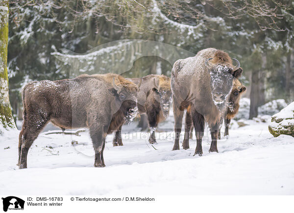 Wisent im Winter / Wisent in winter / DMS-16783