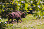 wisent