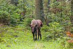wisent