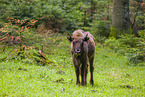 wisent