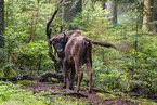 wisent