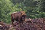 Bison