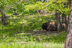 Wisent