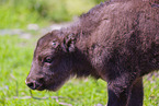 Wisent
