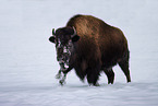 Bison