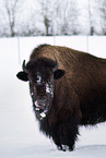 Bison