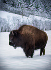 Bison