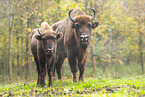 european bison