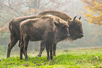 european bison