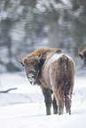 Wisent in winter