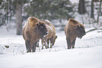 Wisent in winter