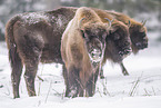 Wisent in winter