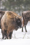 Wisent in winter