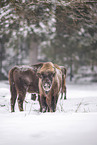 Wisent in winter