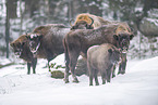 Wisent in winter