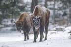 Wisent in winter