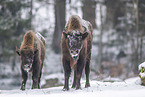 Wisent in winter