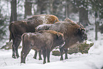 Wisent in winter