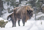 Wisent in winter