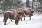 Wisent in winter