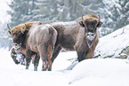 Wisent in winter