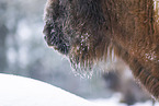 Wisent in winter